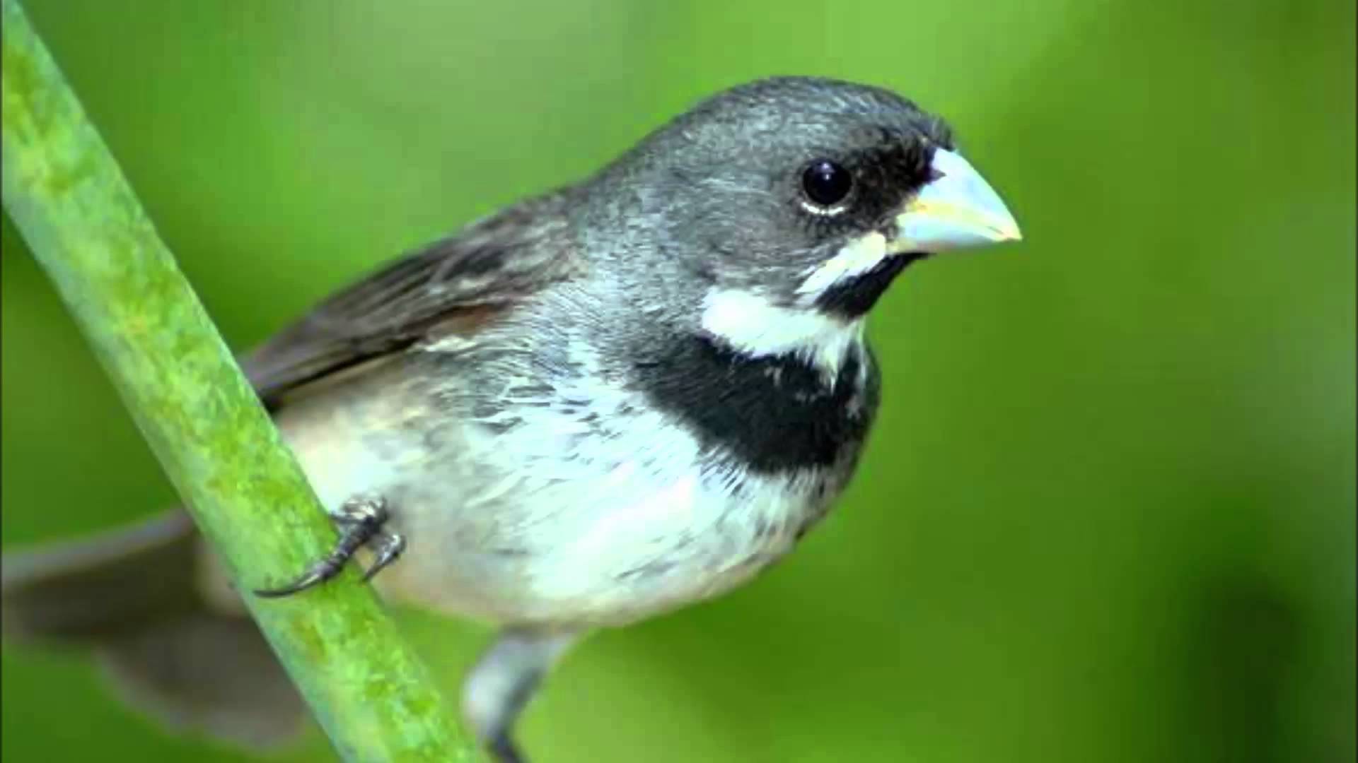 Papa Capim e coleiros - Mata Norte de Pernambuco